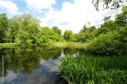 Pond in the Park in spring