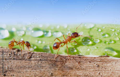 red ant © Perytskyy