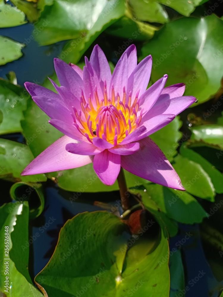 purple lotus2 purple lotus2
