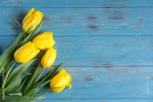 Yellow tulips on a blue wooden background. Greeting card design with tulips. Banner for design with natural yellow flowers and copy space. Flat lay  top view.