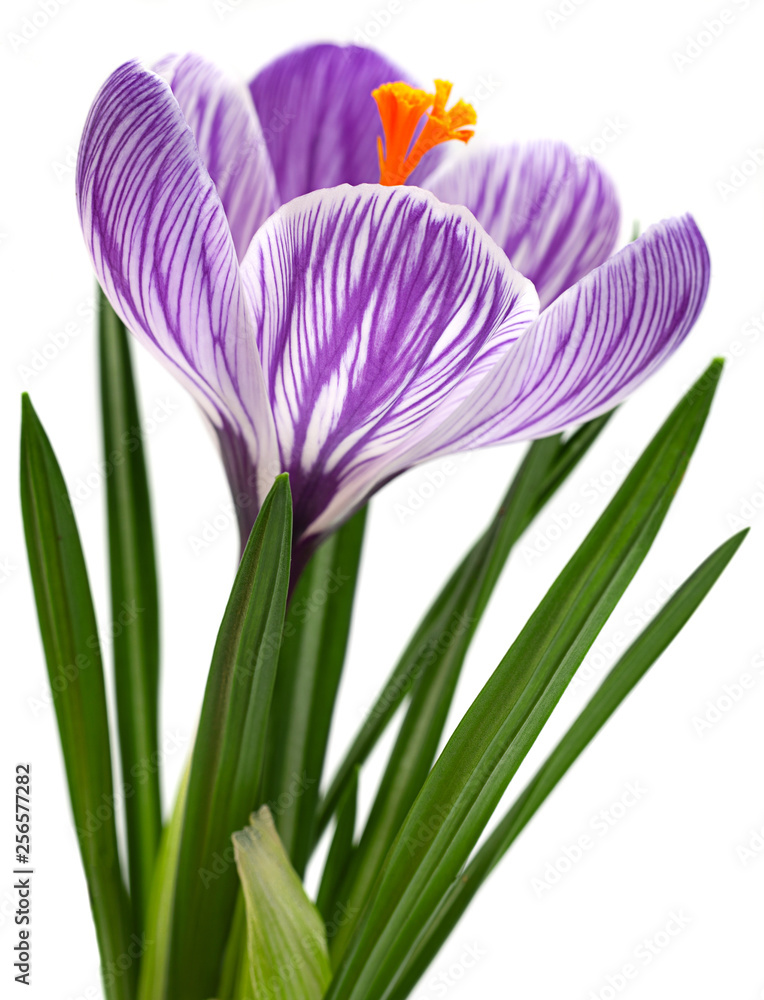Naklejka premium Violet crocus spring flower