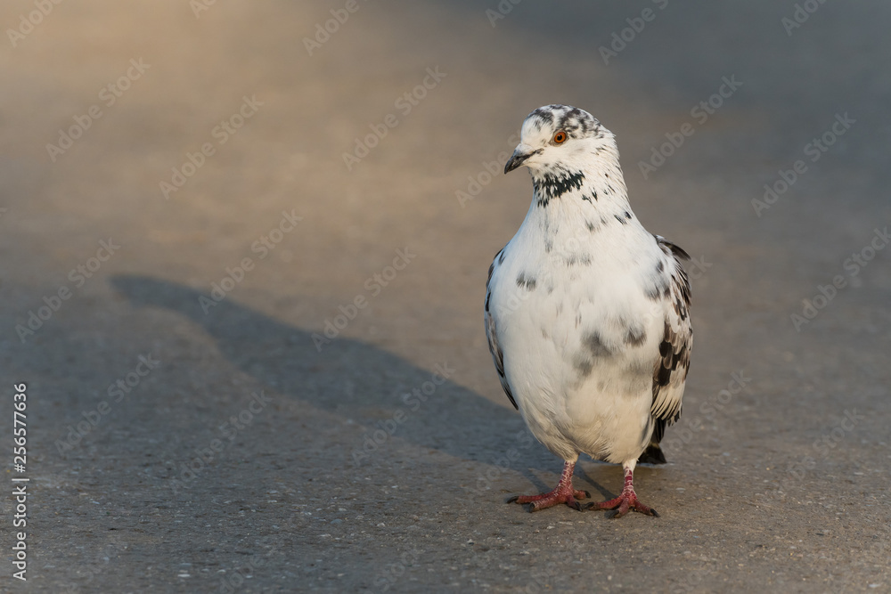 A Beautiful Spotted White Pigeon Standing in the Park at Sunrise A Beautiful Spotted White Pigeon Standing in the Park at Sunrise