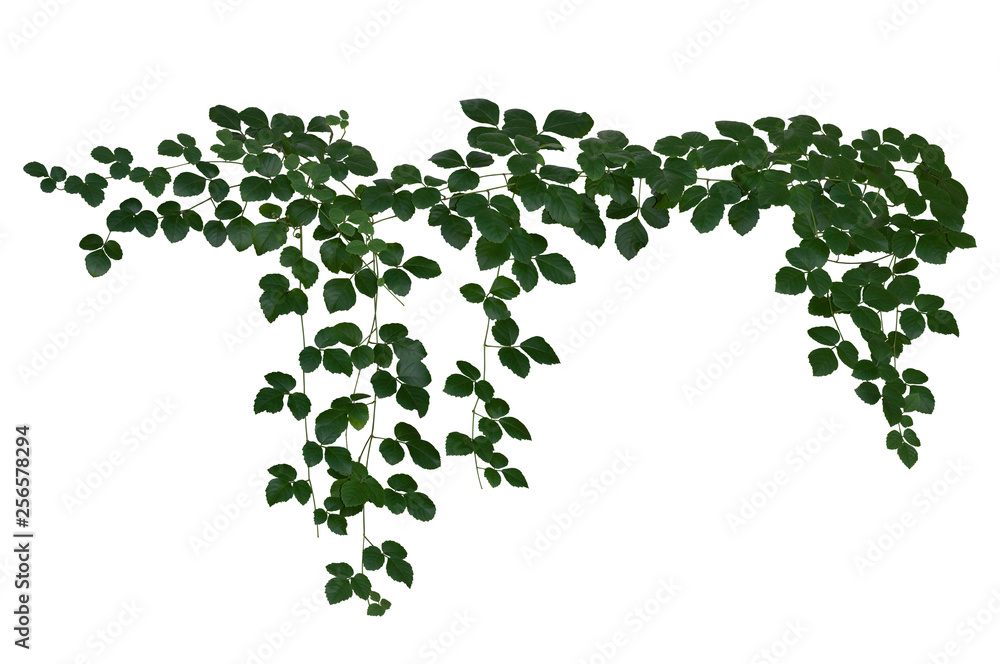 Vine jungle branches hanging. Climber isolated on white background with clipping path included.