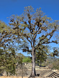 Tree covered with bromelias of the genus Tillandsia, Honduras
