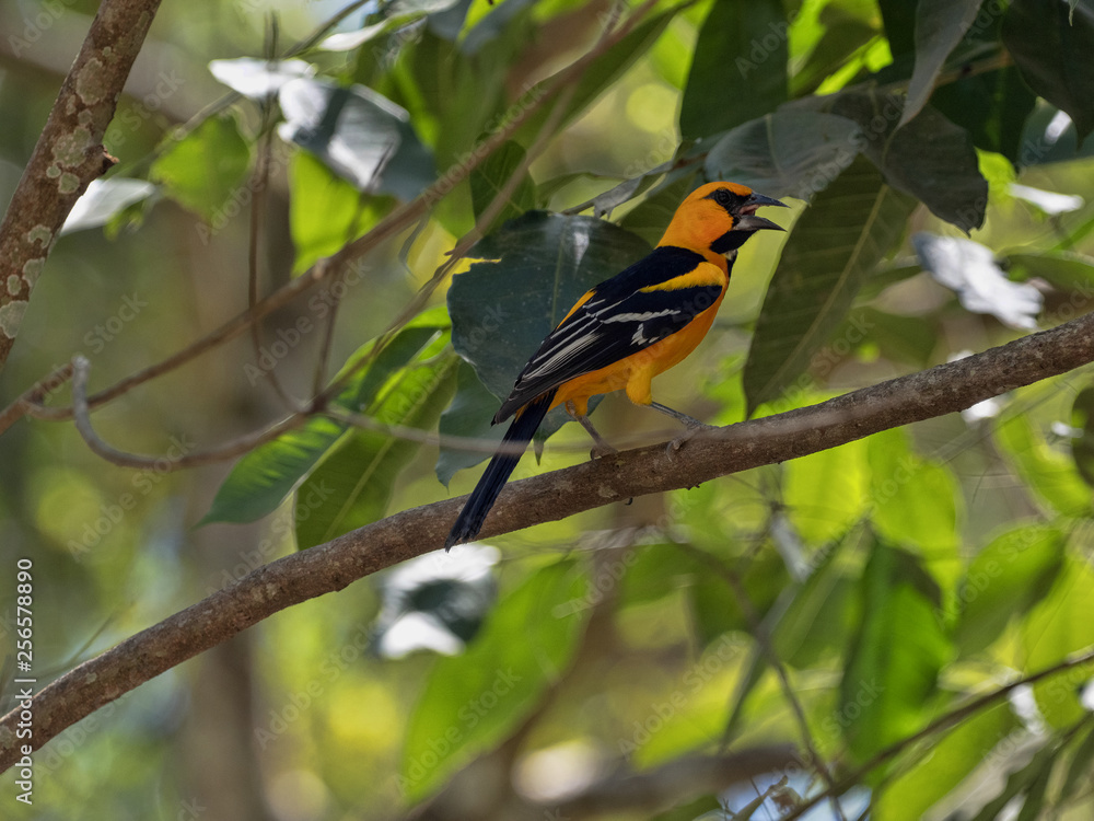 Fototapeta premium Altamira oriole, Icterus gularis is a brightly colored bird, Honduras