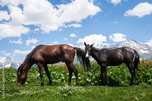 Horses eat grass and graze in green mountain meadow in Georgia near the village of Mestia