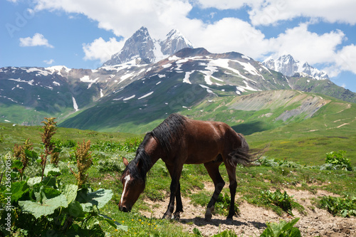 Horse eating green fresh grass in mountain valley in Svaneti Georgia