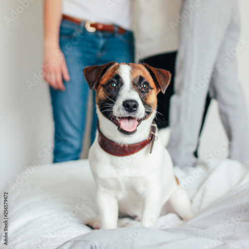 Cute Puppy Dog Jack Russell terrier looking at camera in bedroom, family on background