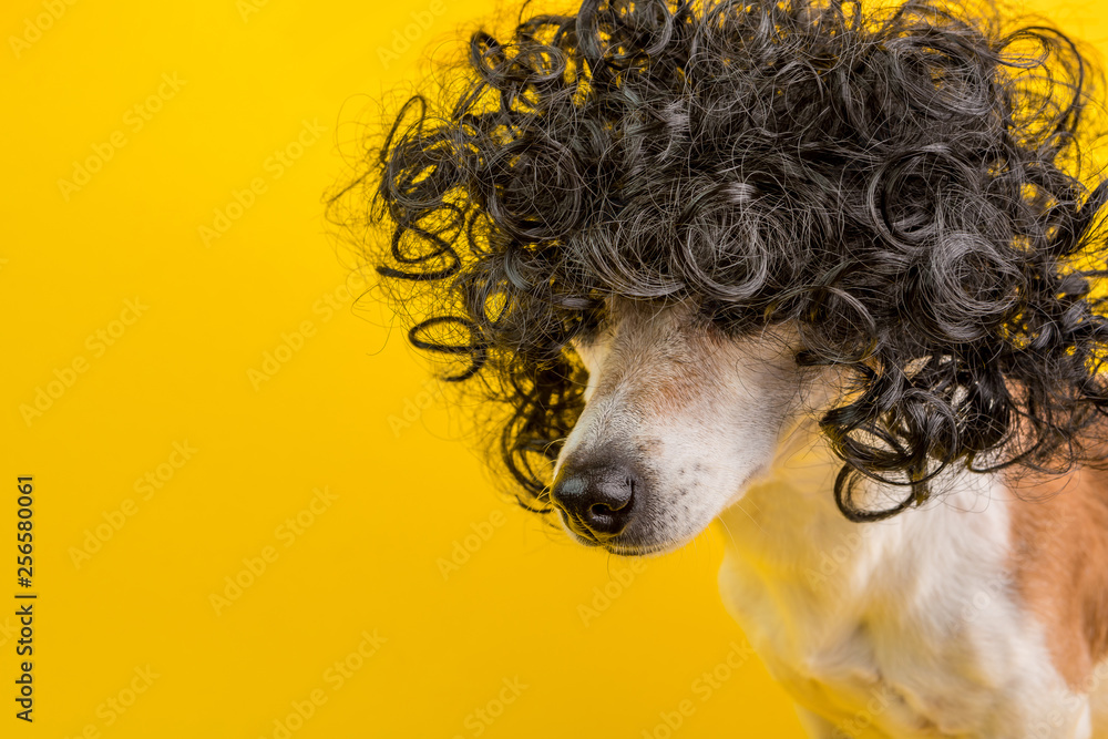 Toupee dog outlet