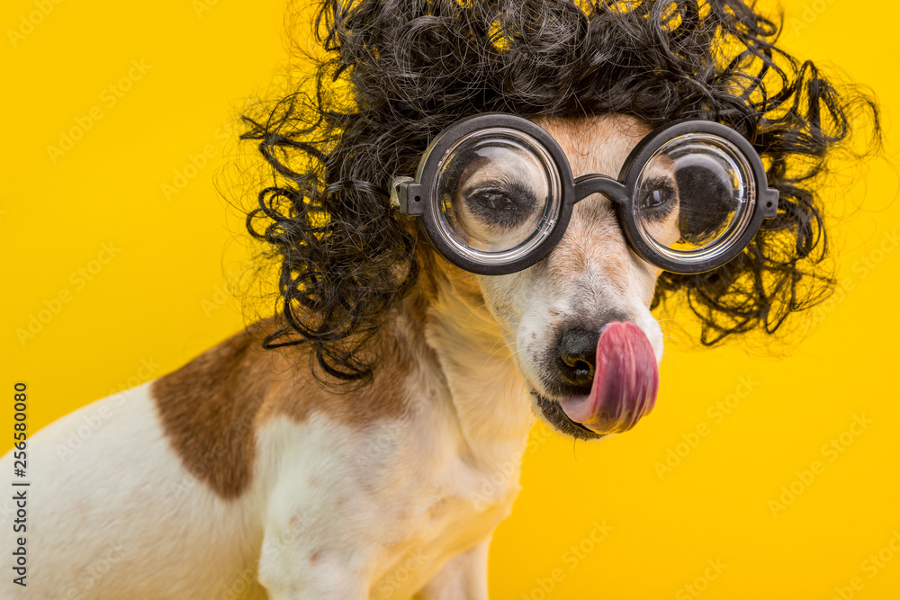 Smart professor nerd dog portrait in black curly wig and glasses