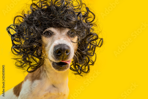 Amazing funny dog portrait in frizzle black hairstyle wig. Cool cocky cheeky impudent face. LIcking pet. Yellow background photo