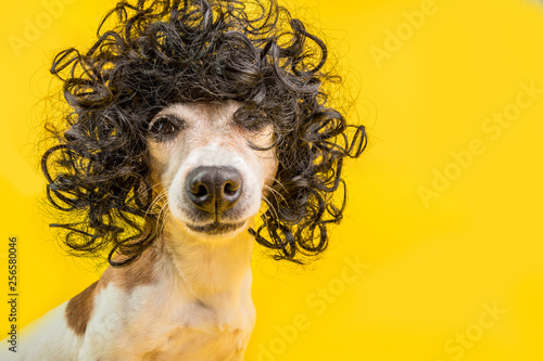Fototapeta Naklejka Na Ścianę i Meble -  adorable dog face in black afro style wig. Bright party mood. Yellow background