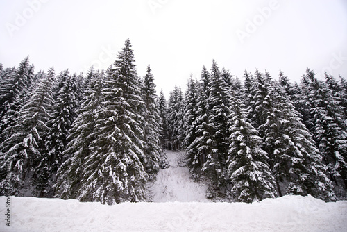 Winter wonderland. Beautiful landscape with white snow over forest. Pine trees and forest covered with white, fluffy snow. Mountains and hills in ski resort, in countryside. Jasna, Slovakia.