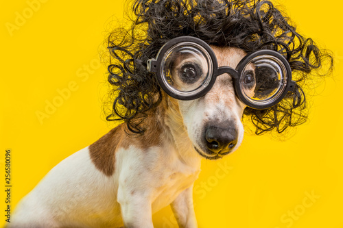 Fotografie Curious nerd smart dog face in round professor glasses and curly black afro style hairstyle