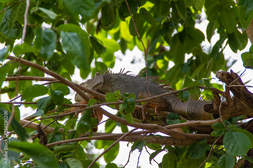 Iguana sleeping on the branch