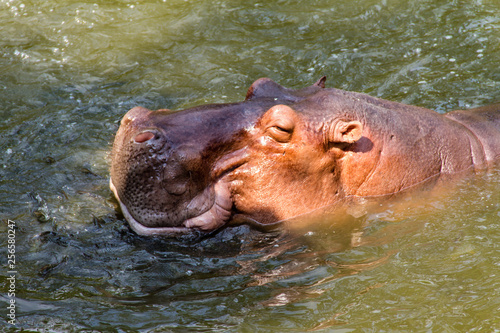 Hippopotamus waiting for feed by human