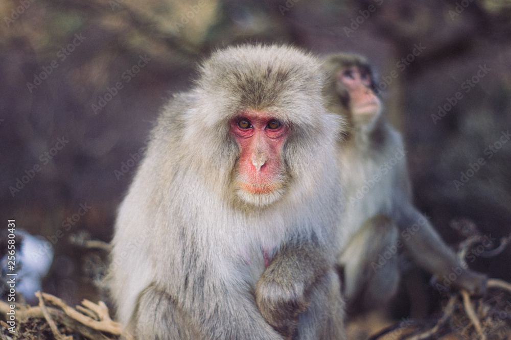 japanese macaque