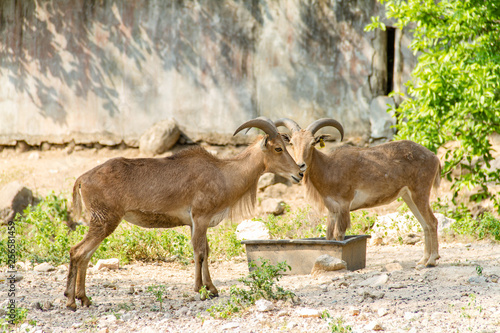 Mountain goat finding their food