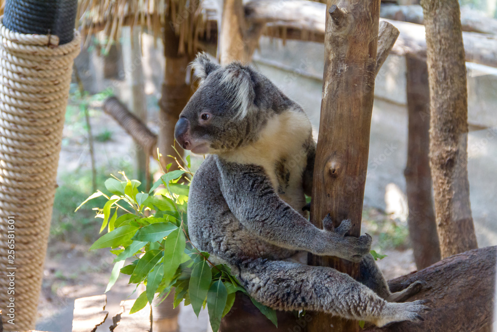 Obraz premium Koala (Phascolarctos cinereus) climbing the tree