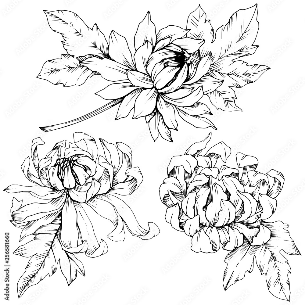 Fototapeta Vector Chrysanthemum floral botanical flowers. Black and white engraved ink art. Isolated flower illustration element.