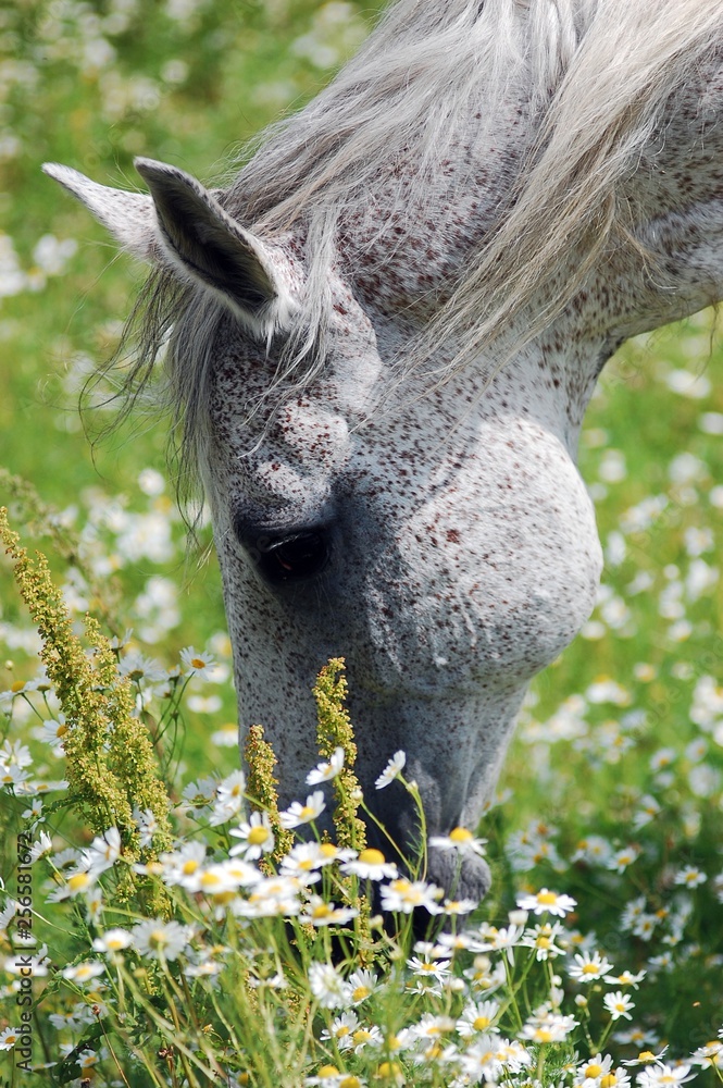 Horse head close-up