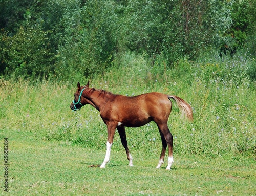 Colt in the middle of the field