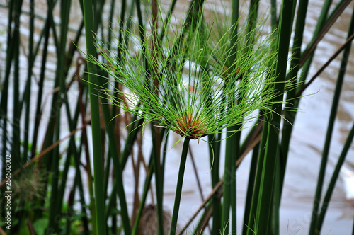 feather duster of a papyrus sedge
