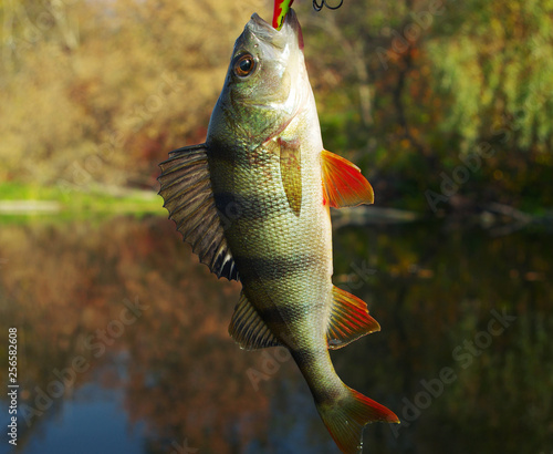 Perch caught on spinning bait