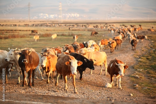 Cow herd and shepherd,Artvin/Savsat 