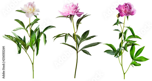 Fototapeta Naklejka Na Ścianę i Meble -  Peony flowers isolated on white