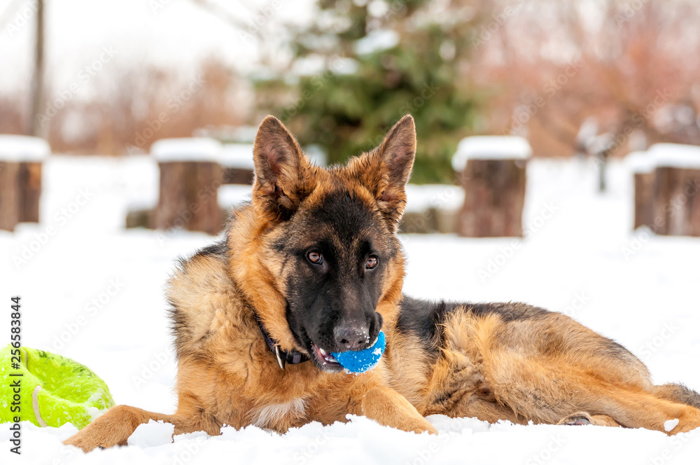 A german shepherd puppy dog playing with a ball at winter A german shepherd puppy dog playing with a ball at winter