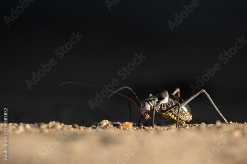 Wallpaper Mural Ground cricket Torontodigital.ca