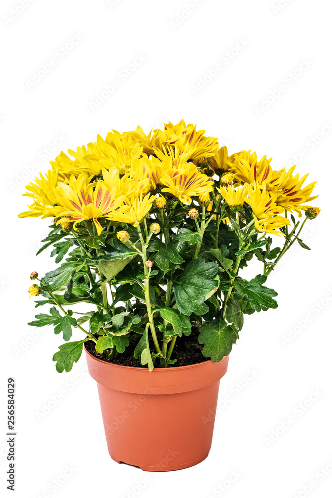 Yellow curly chrysanthemum flower potted on white background