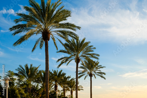 California Palm Trees