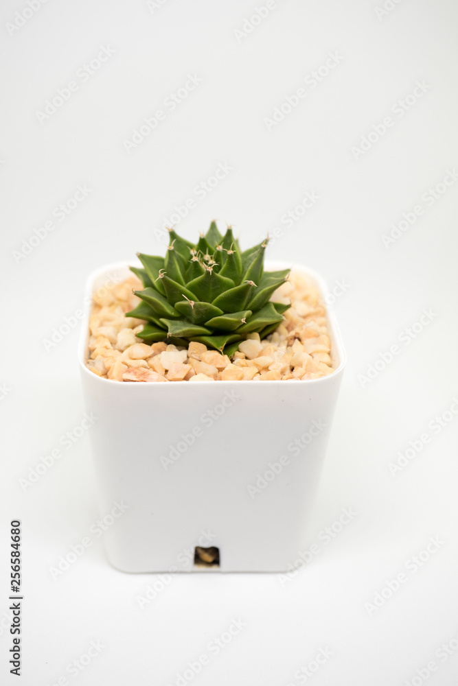 Obregonia denegrii cactus on white background Obregonia denegrii cactus on white background