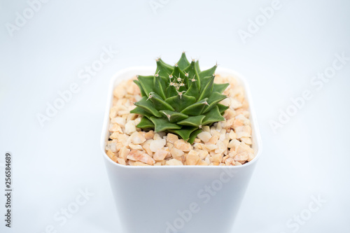 Obregonia denegrii cactus on white background photo