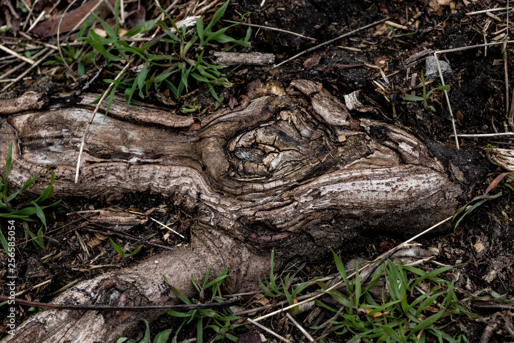 Obraz premium Baumwurzel