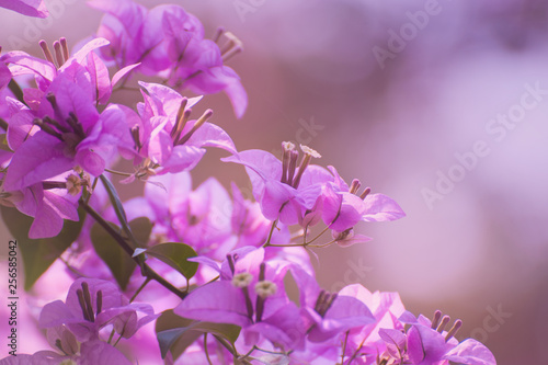 Bougainvillea flowers. Purple flowers of bougainvillea tree. Spring leaves on its blossom