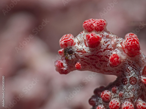 Underwater close-up photography of a pygmy seahorse (Pulau Bangka/North Sulawesi)