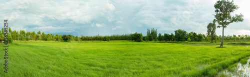 rice field in panorama scene
