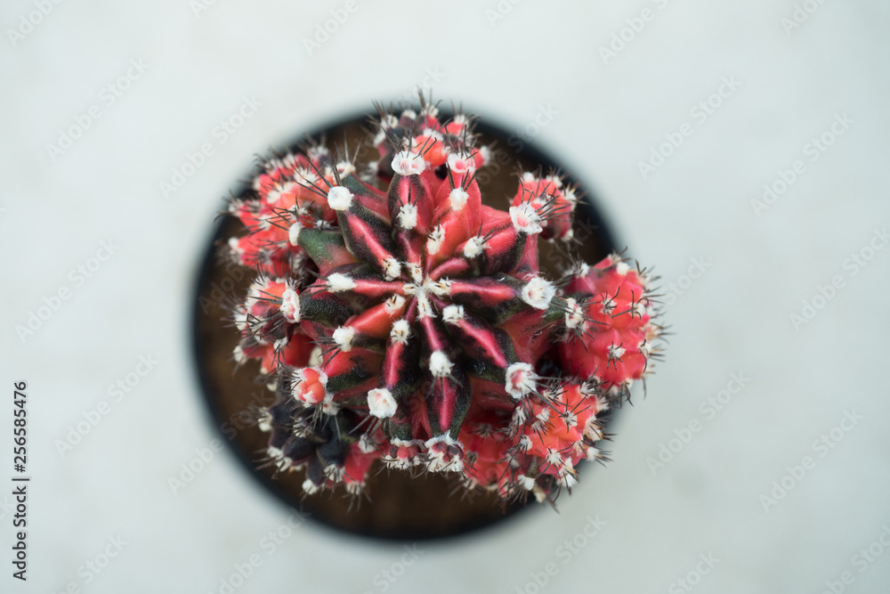 Fototapeta premium gymnocalycium mihanovichii variegata cactus plant