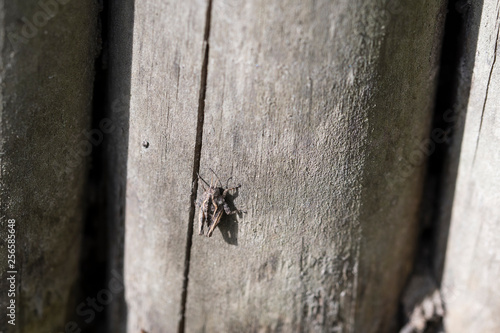 Small grasshopper sitting on a wood trunk. © lapis2380