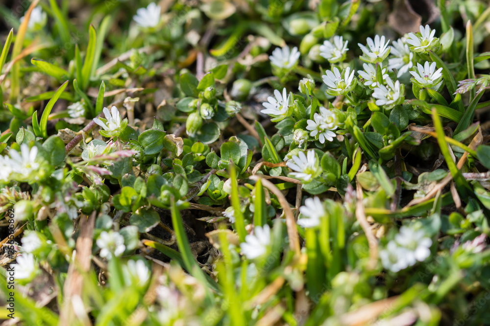 Lawn plant with white tiny flowers.