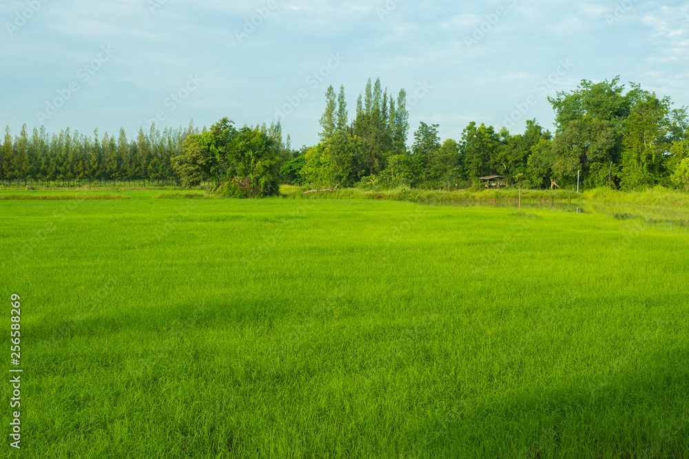 Fototapeta premium rice field in early season