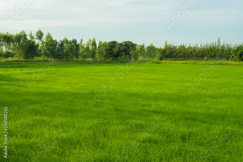 rice field in early season © jethita