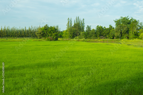 rice field in early season