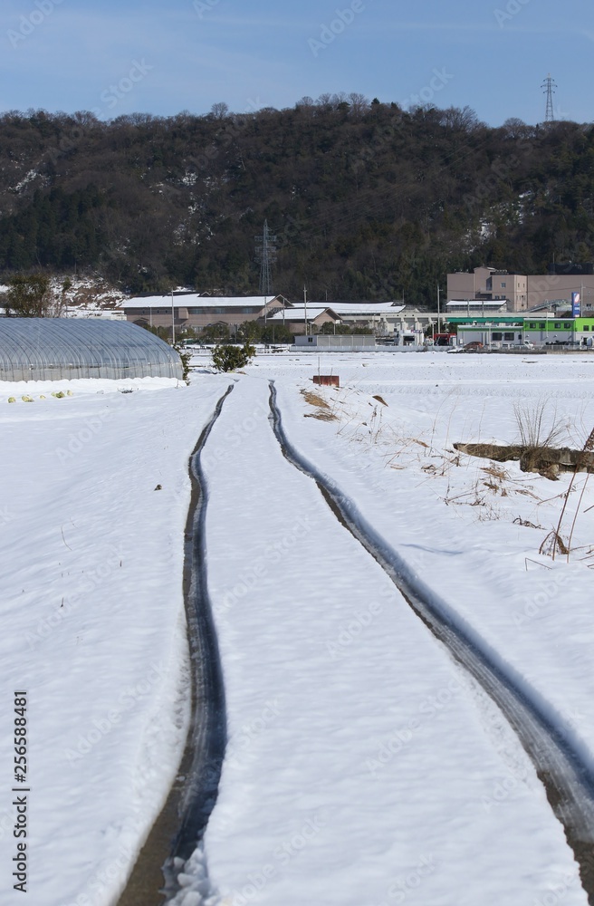 車の轍が残る積雪の畑と冬晴れの風景です