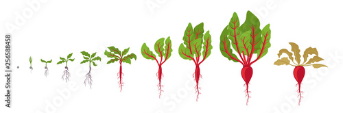 Beet growth stages. Planting of red beetroot plant. Beet taproot life cycle. Vector illustration on white background. Beta vulgaris.
