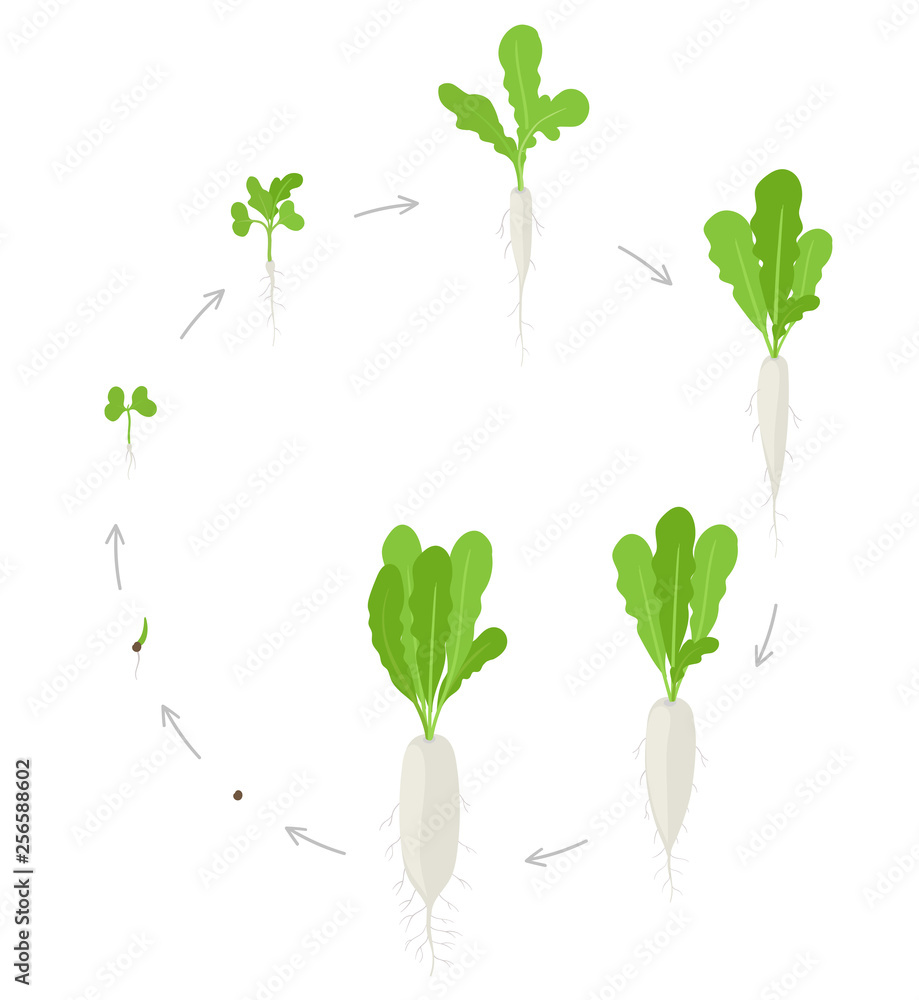 Round crop Daikon growth stages. Planting of long white winter radish plant. Circular Daikon
