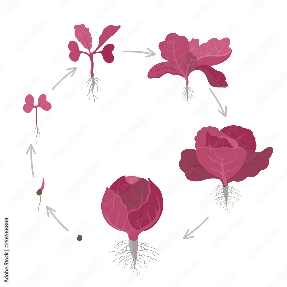 Round crop stages of red cabbage. Purple cabbage, red kraut, or blue kraut. Vector flat